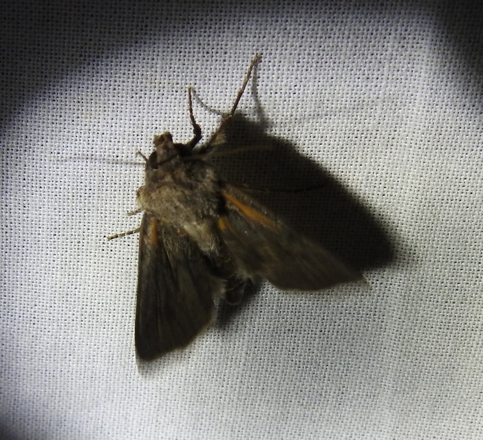 Agrotis segetum - vetési földibagoly