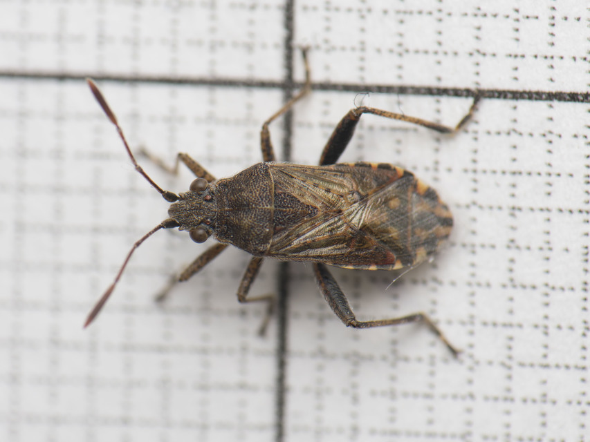 Rhopalidae - üvegpoloskák