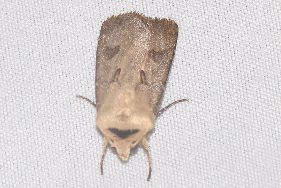Agrotis exclamationis - felkiáltójeles földibagoly