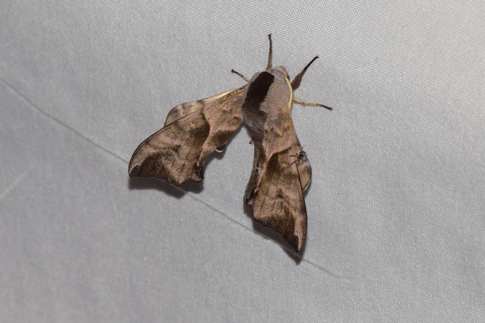 Smerinthus ocellatus - esti pávaszem