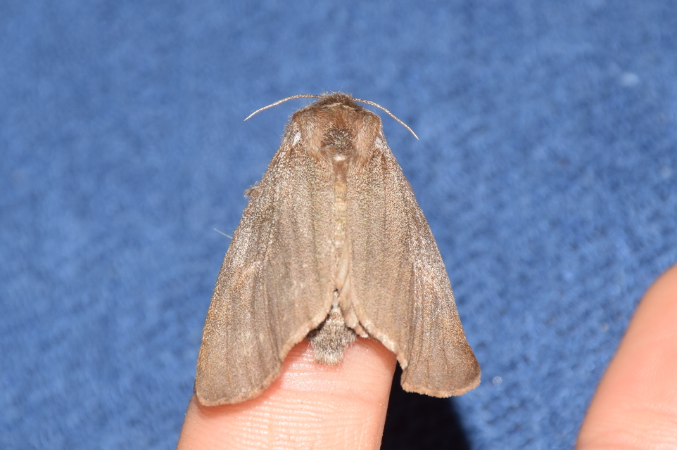 Calliteara pudibunda - hamvasszövő