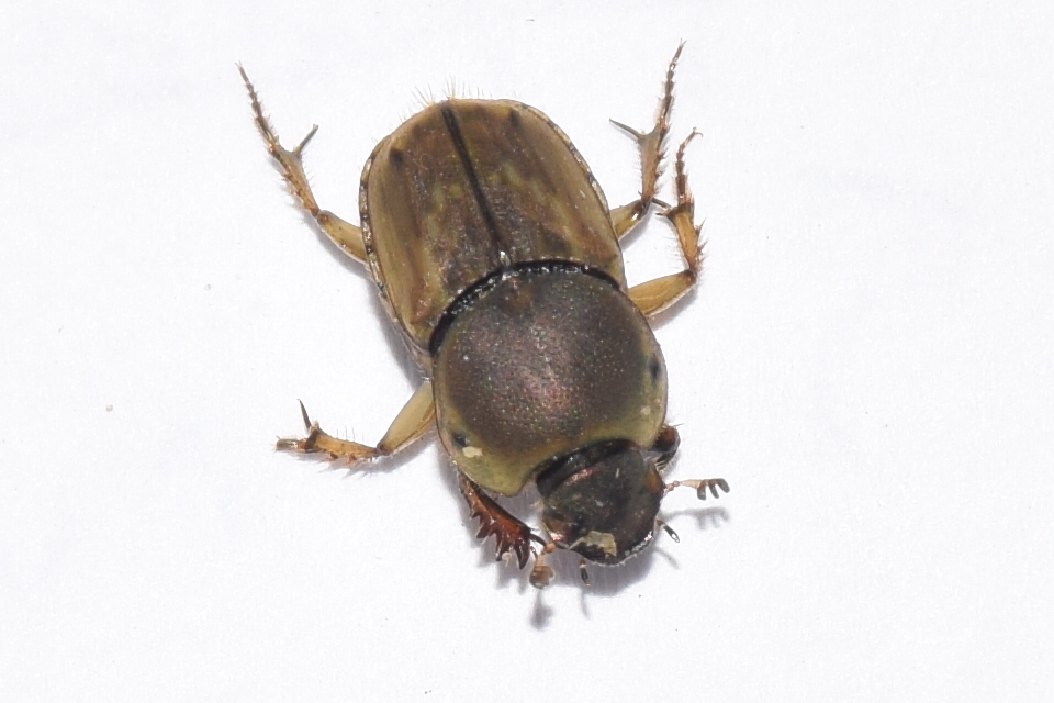 Euoniticellus fulvus - halványfoltos trágyatúró