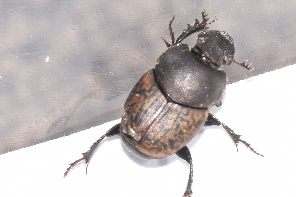 Onthophagus fracticornis - bronzos trágyatúró