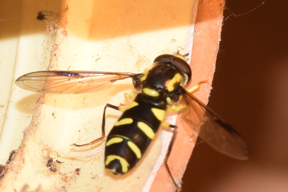 Xanthogramma pedissequum - gyakori oldalsávoslégy
