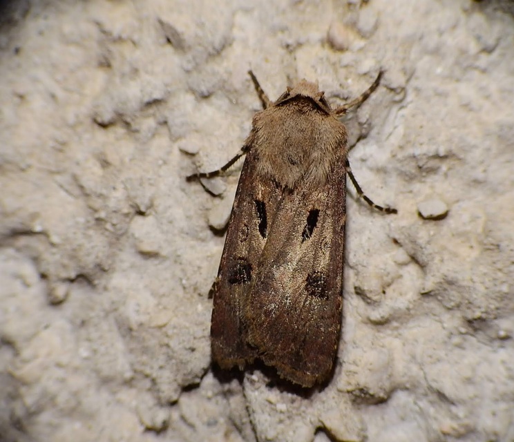 Agrotis exclamationis - felkiáltójeles földibagoly
