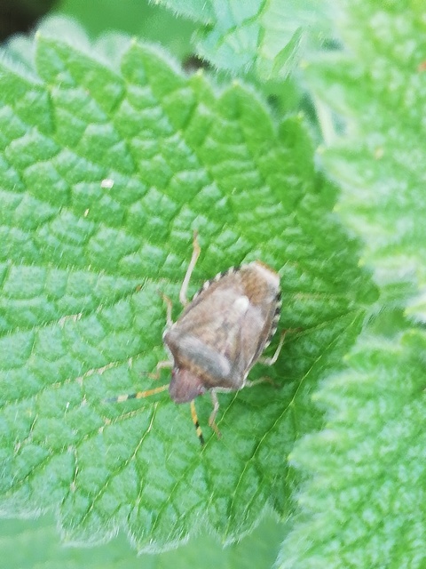 Peribalus strictus - tavaszi címerespoloska Peribalus strictus - tavaszi címerespoloska