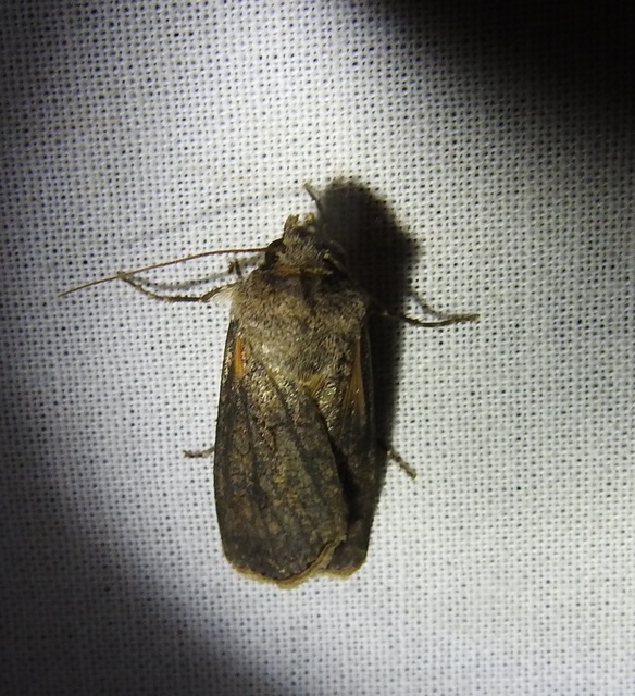 Agrotis segetum - vetési földibagoly