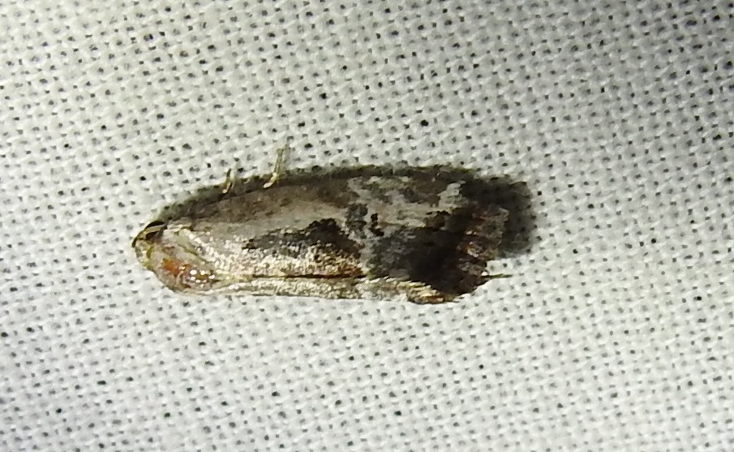 Hapalotis venustula - rózsaszínű mázasbagoly