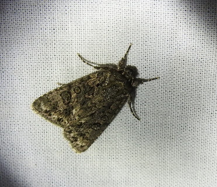 Acronicta rumicis - sóska-szigonyosbagoly