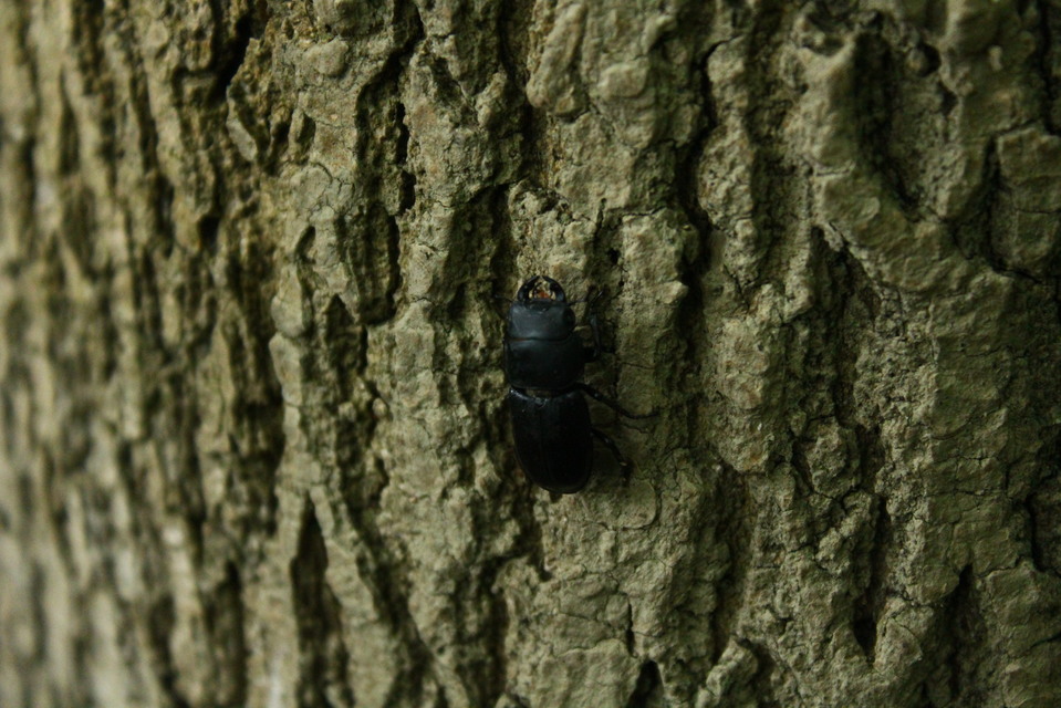Dorcus parallelipipedus - kis szarvasbogár