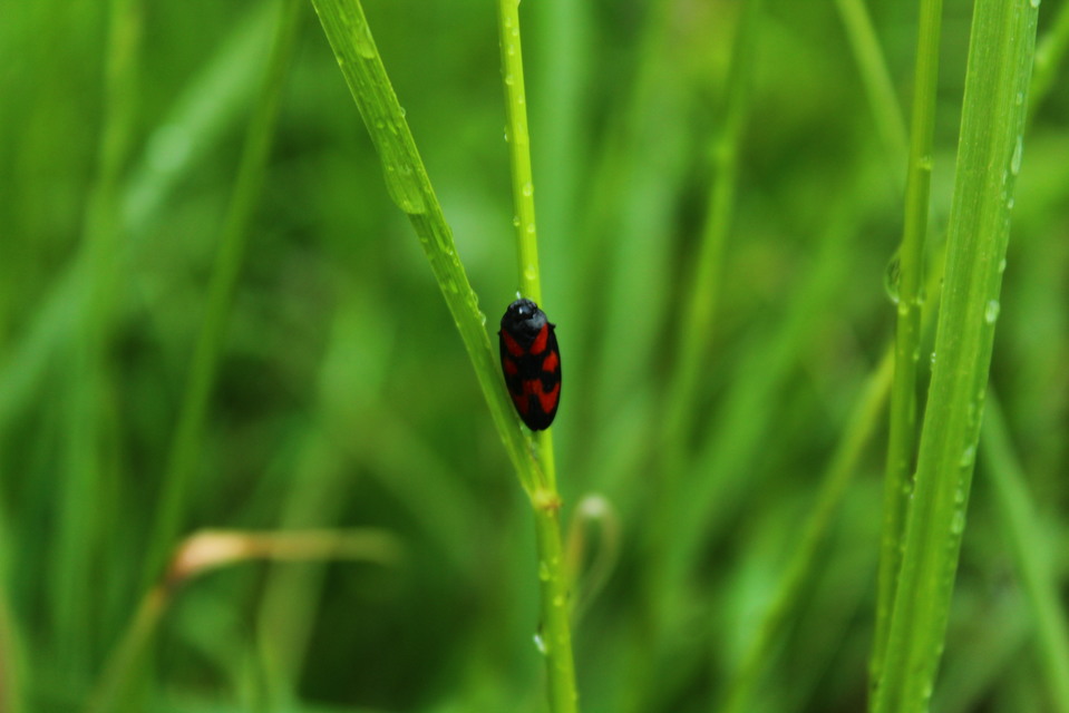 Cercopis vulnerata