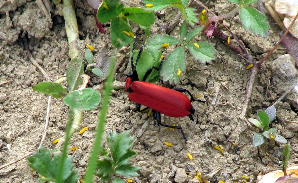 Pyrochroa coccinea - nagy bíborbogár