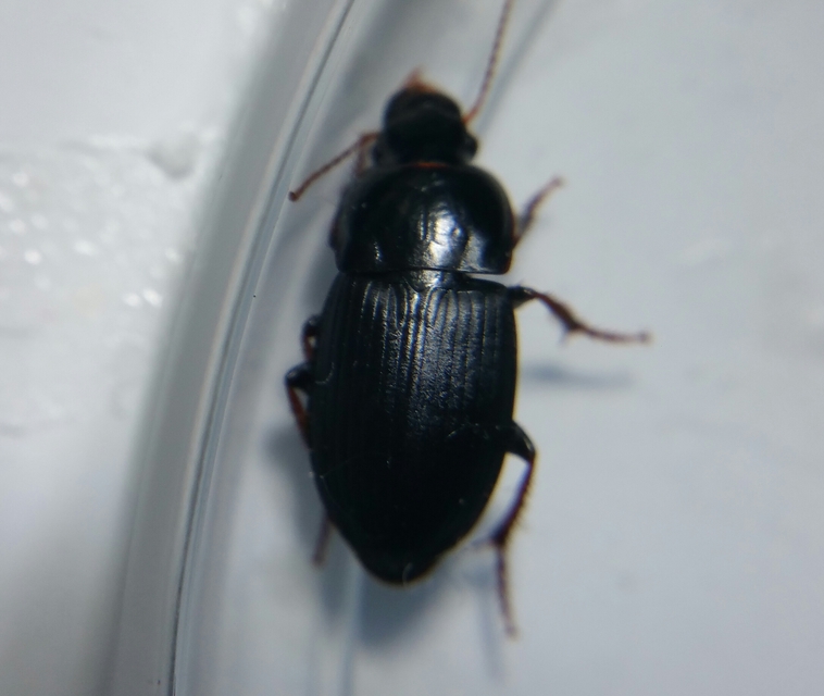 Harpalus tardus - ligeti lomhafutó