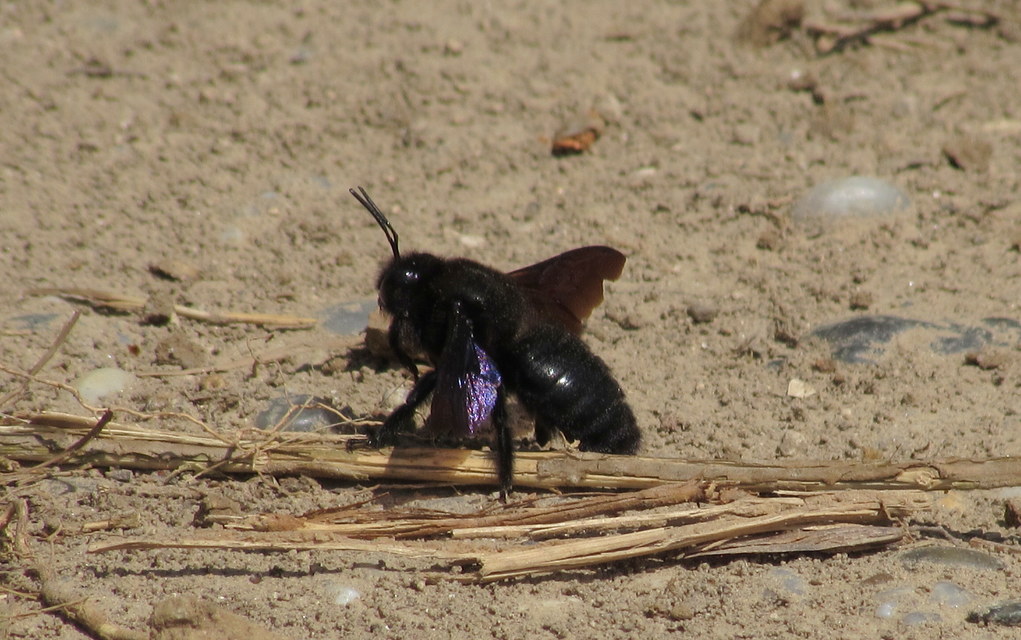 Xylocopa violacea - kék fadongó
