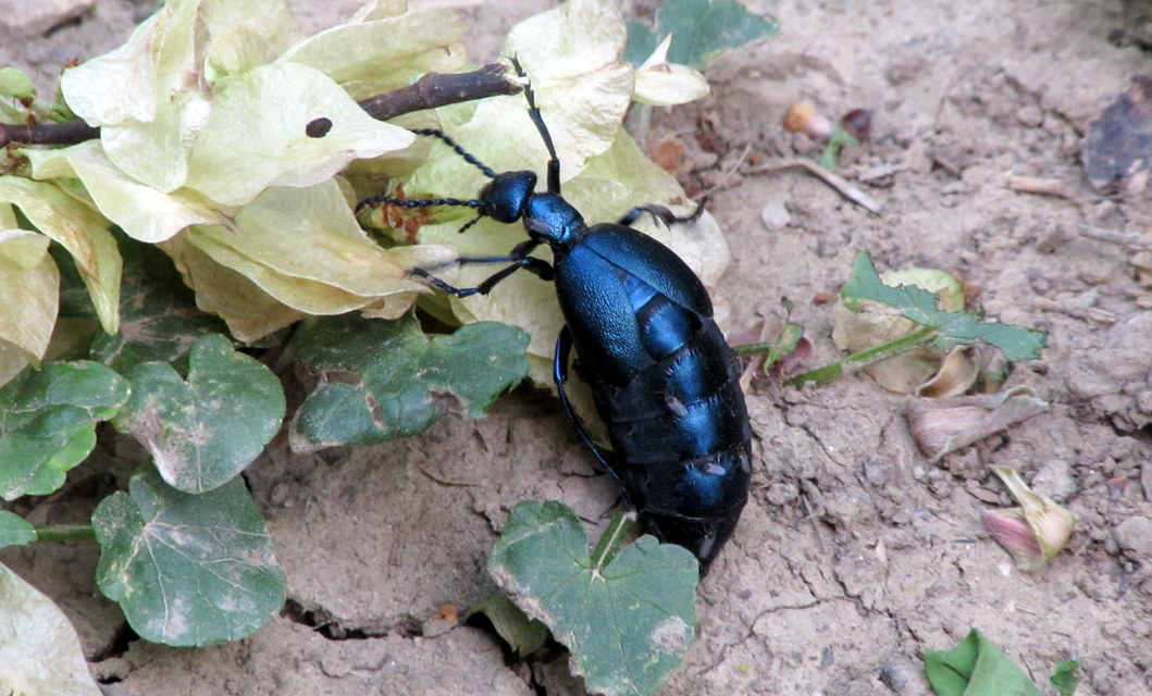 Meloe violaceus - kék nünüke