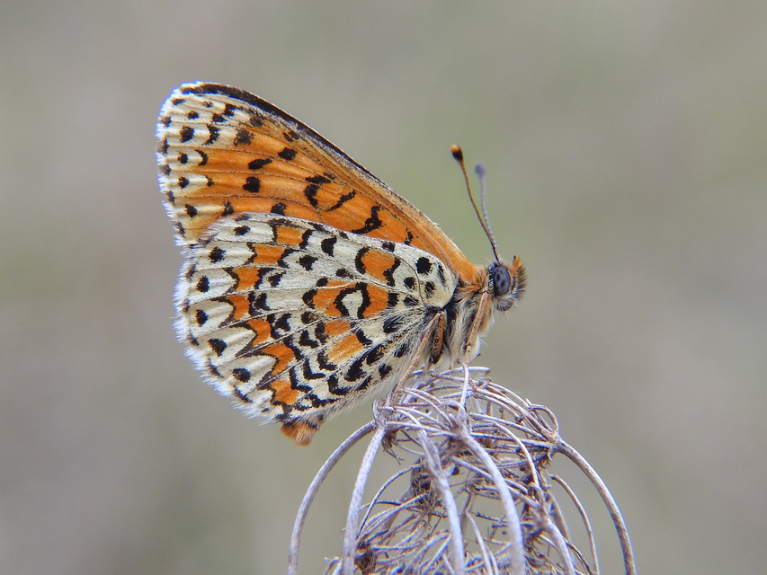 Melitaea trivia - kis tarkalepke
