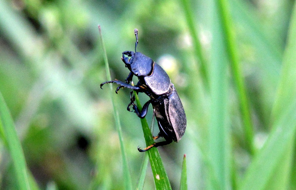 Dorcus parallelipipedus - kis szarvasbogár