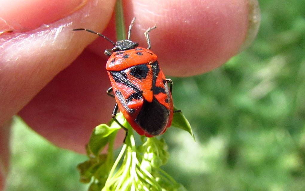 Eurydema ornata - díszespoloska Eurydema ornata - díszespoloska