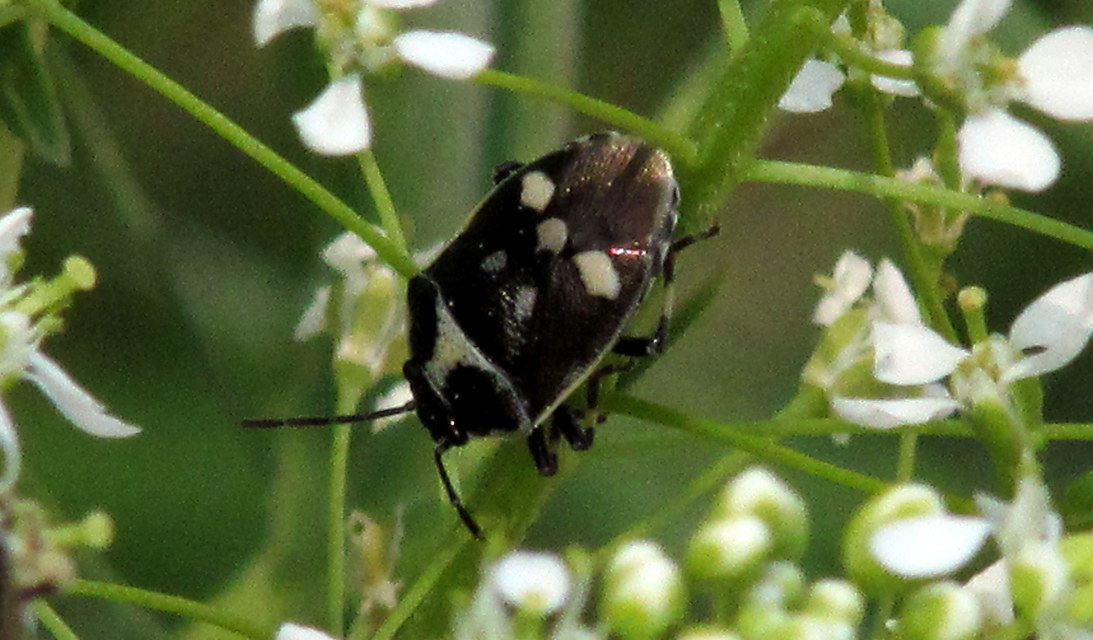 Eurydema oleracea - paréjpoloska Eurydema oleracea - paréjpoloska