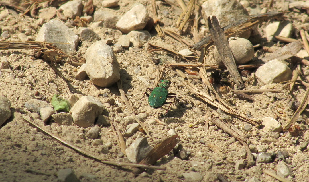 Cicindela campestris - mezei homokfutrinka