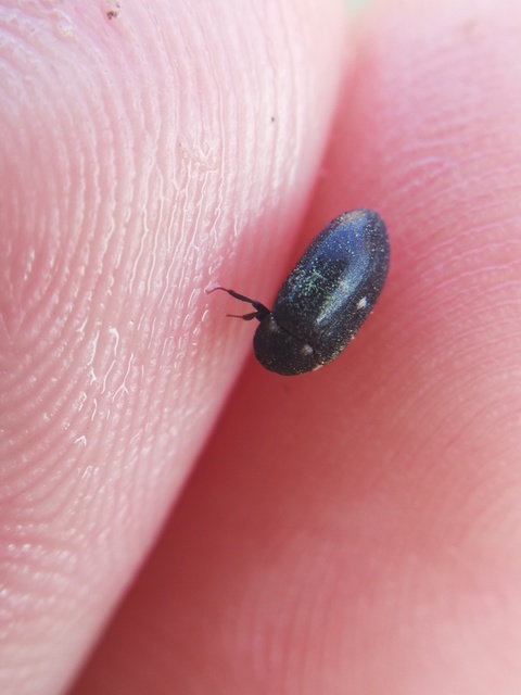 Attagenus pellio - közönséges szűcsbogár