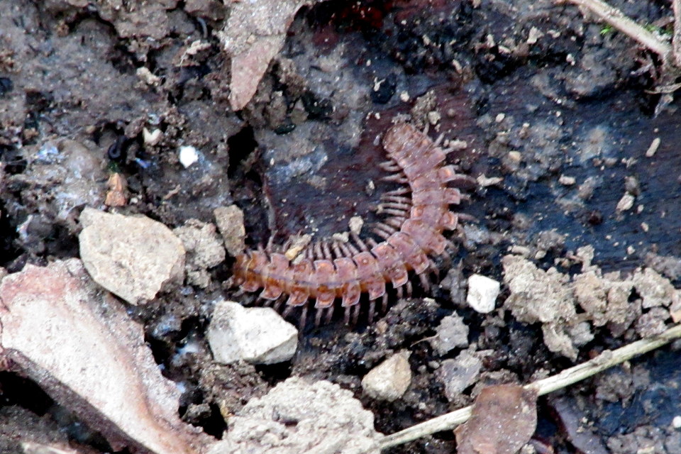 Polydesmidae