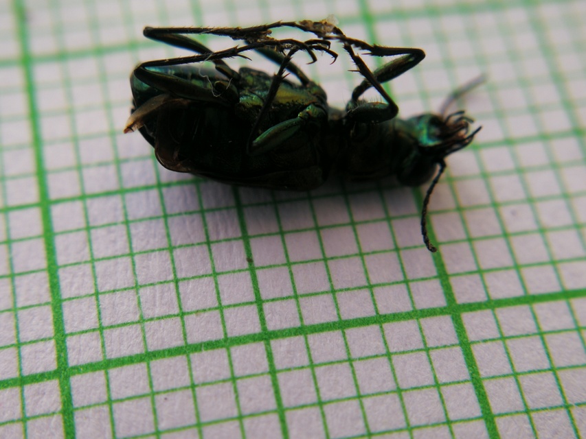Elaphrus uliginosus - mocsári iszapfutó