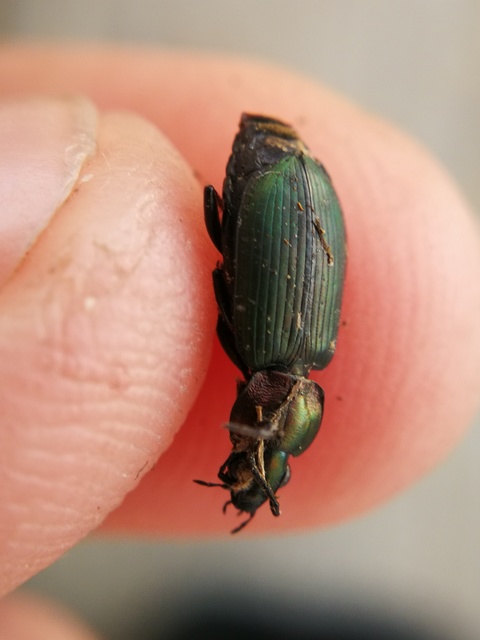 Agonum viridicupreum - rezeszöld kisfutó Agonum viridicupreum - rezeszöld kisfutó