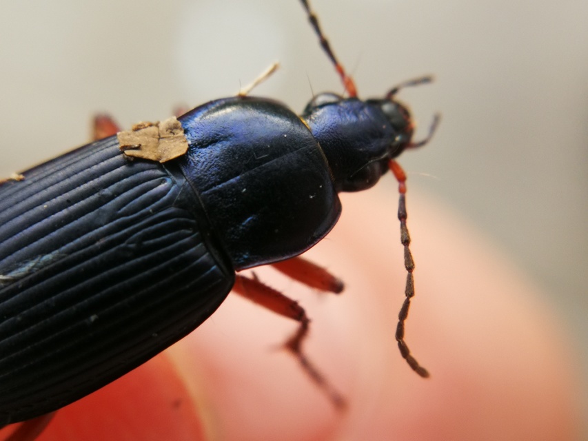 Poecilus cupreus - rezes gyászfutó