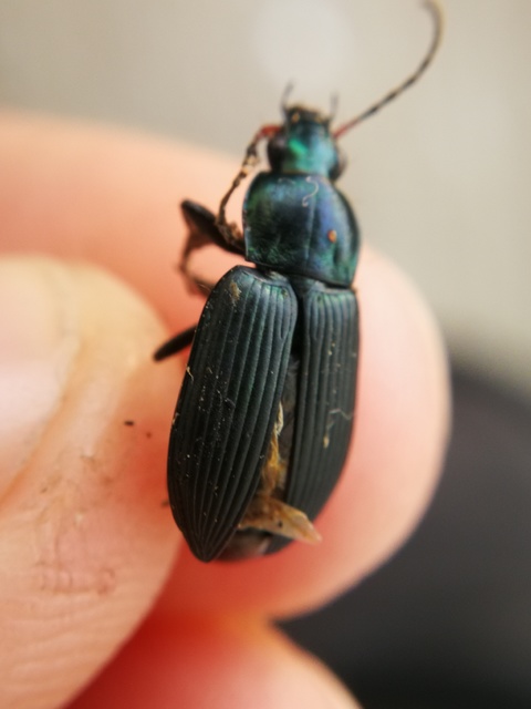 Poecilus cupreus - rezes gyászfutó