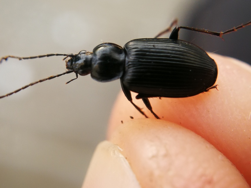 Agonum permoestum - nyurga kisfutó Agonum permoestum - nyurga kisfutó
