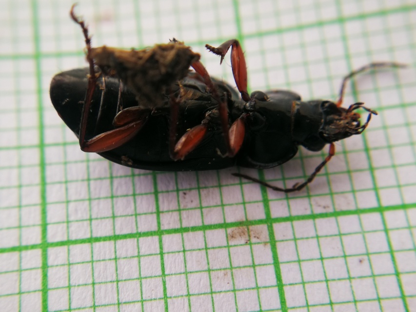 Poecilus cupreus - rezes gyászfutó