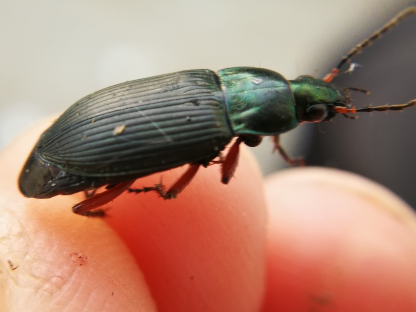 Poecilus cupreus - rezes gyászfutó