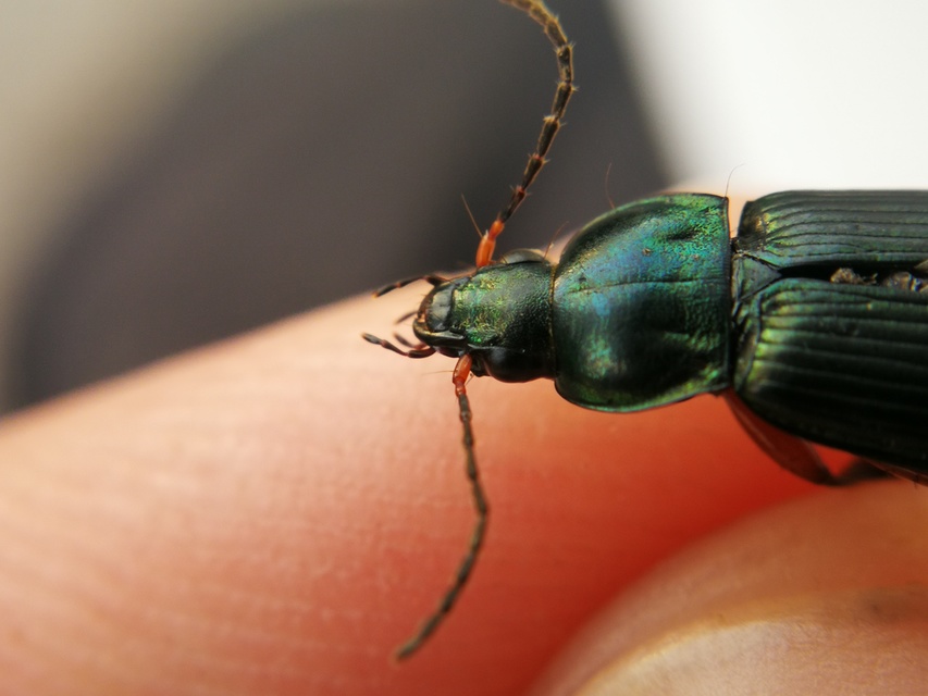 Poecilus cupreus - rezes gyászfutó