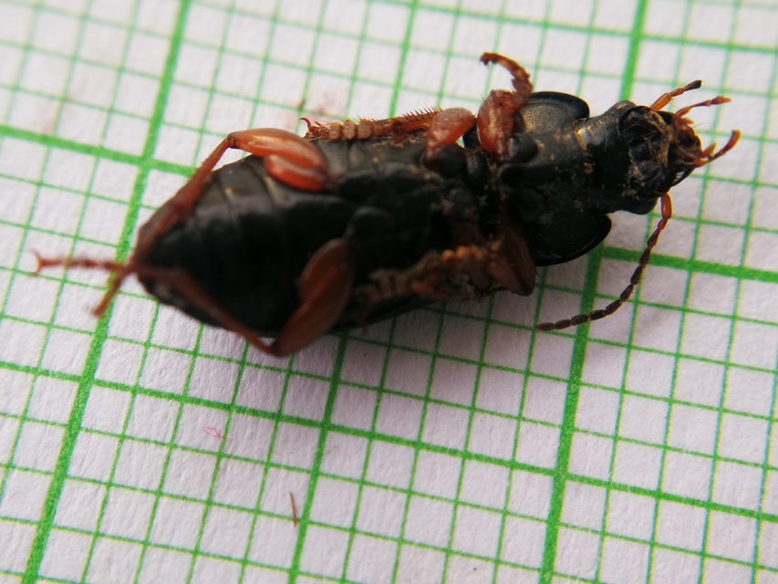 Anisodactylus binotatus - mocsári homlokjegyesfutó
