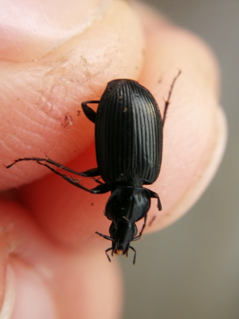 Agonum permoestum - nyurga kisfutó Agonum permoestum - nyurga kisfutó