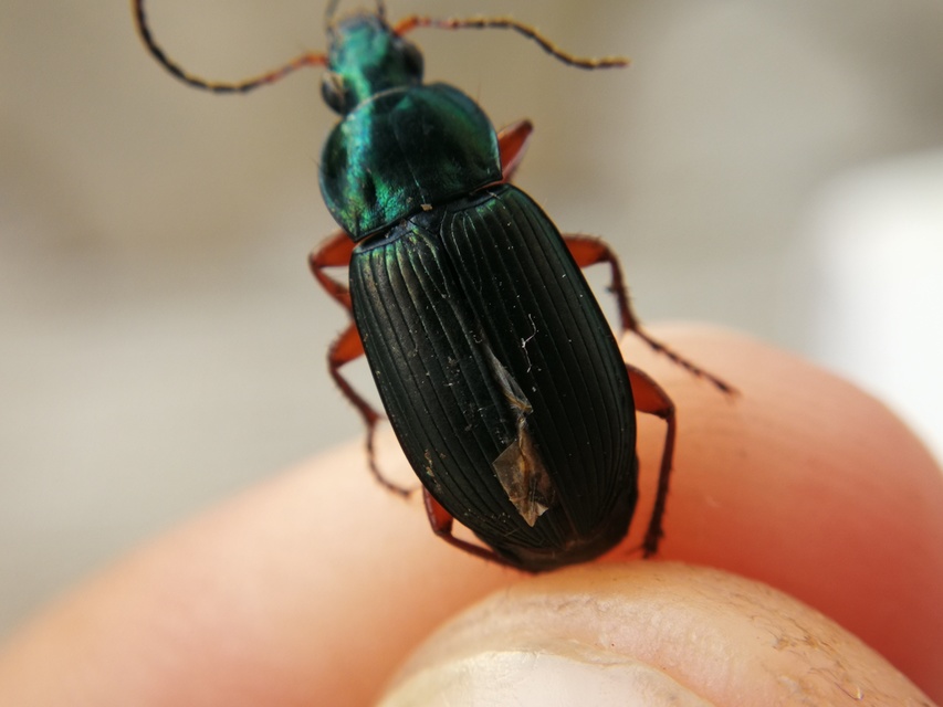 Poecilus cupreus - rezes gyászfutó