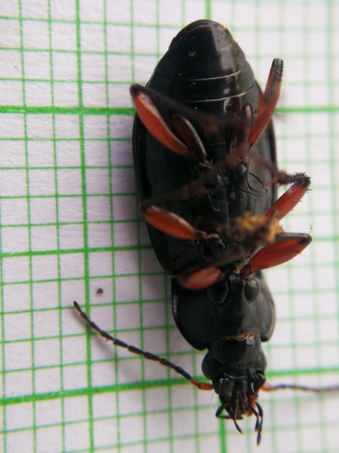 Poecilus cupreus - rezes gyászfutó