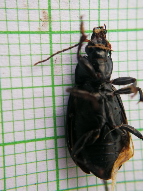 Poecilus cupreus - rezes gyászfutó