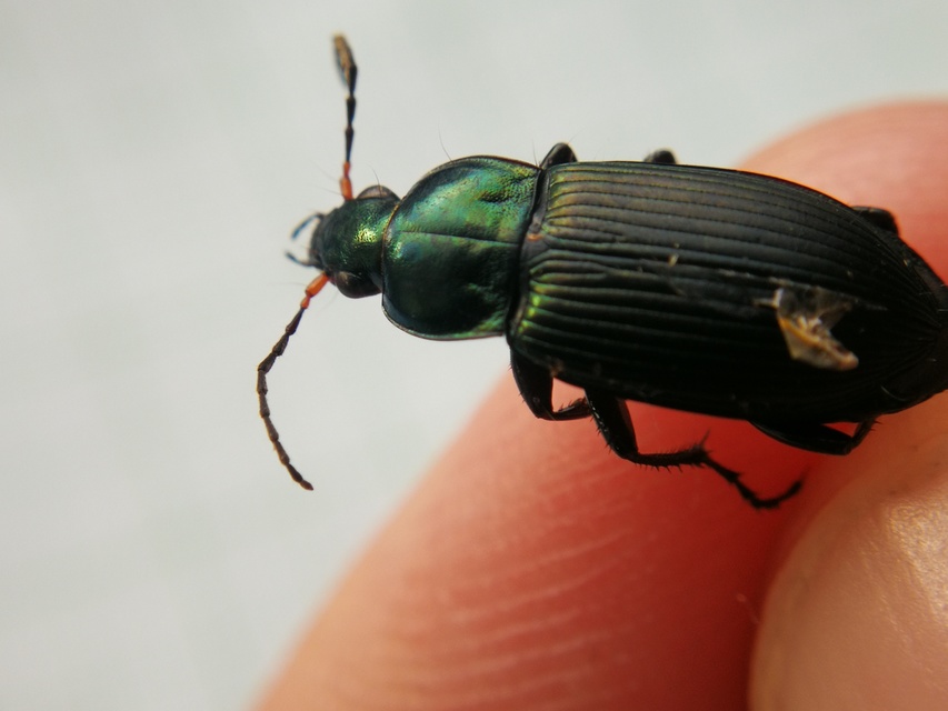 Poecilus cupreus - rezes gyászfutó
