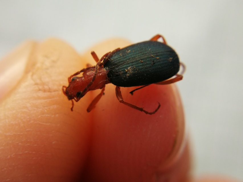 Brachinus crepitans - nagy pöfögőfutrinka
