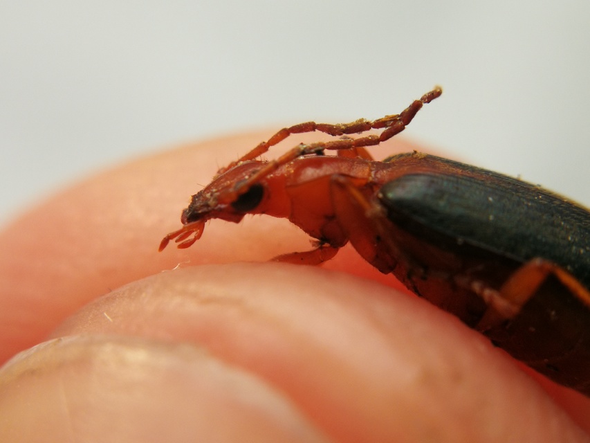 Brachinus plagiatus - pajzsfoltos pöfögőfutó
