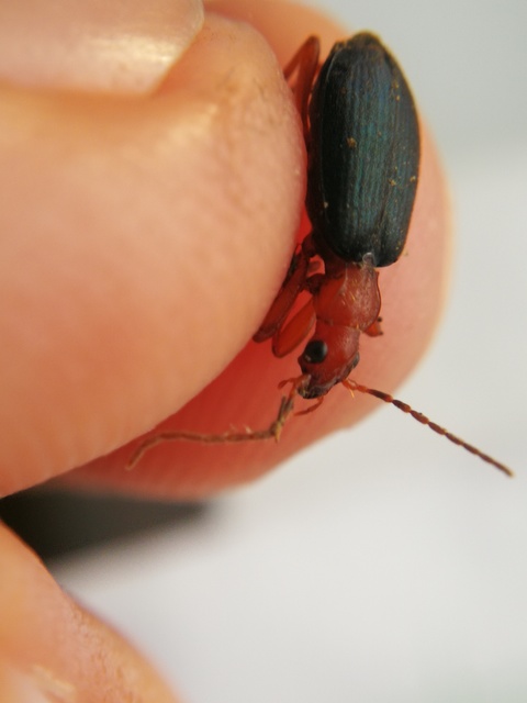 Brachinus crepitans - nagy pöfögőfutrinka
