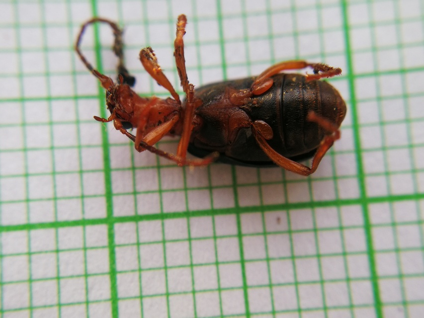 Brachinus crepitans - nagy pöfögőfutrinka