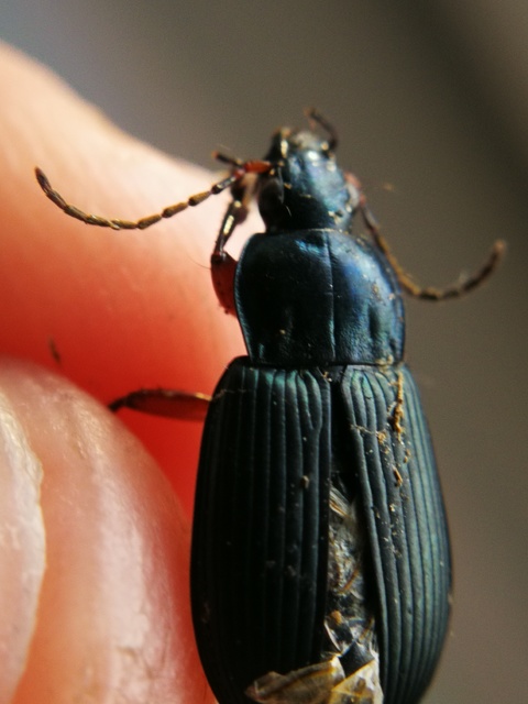 Poecilus cupreus - rezes gyászfutó