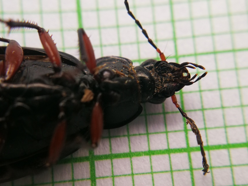 Poecilus cupreus - rezes gyászfutó