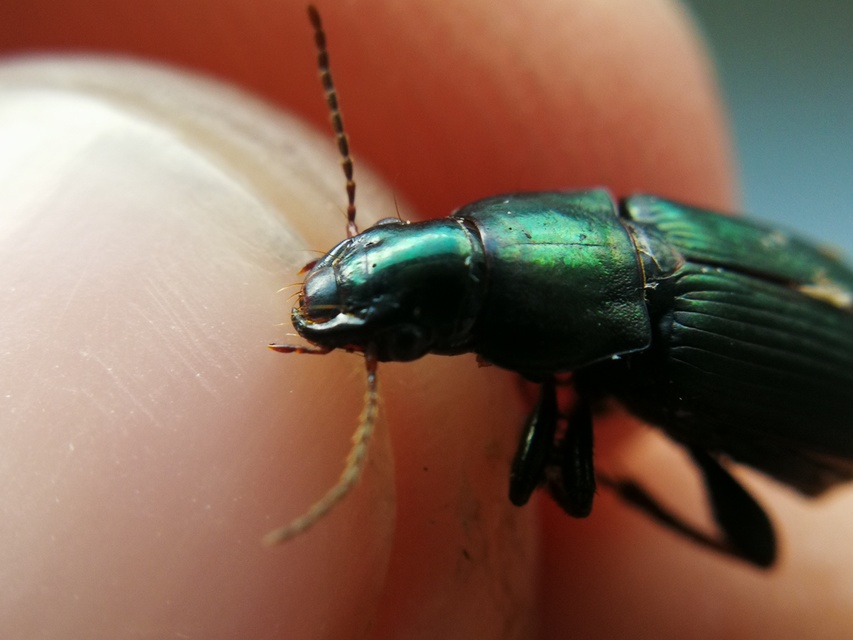 Harpalus distinguendus - mezei lomhafutó