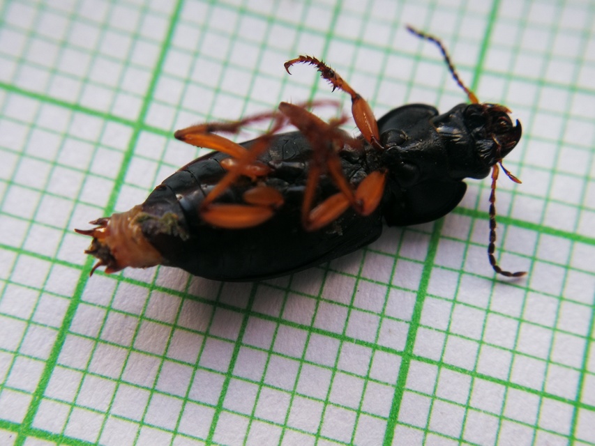 Harpalus rufipes - nagy selymesfutó