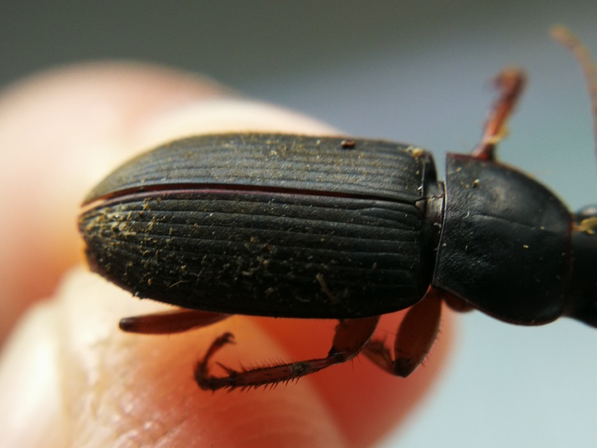 Harpalus rufipes - nagy selymesfutó