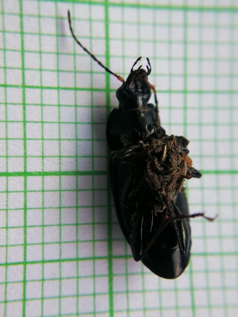 Poecilus cupreus - rezes gyászfutó
